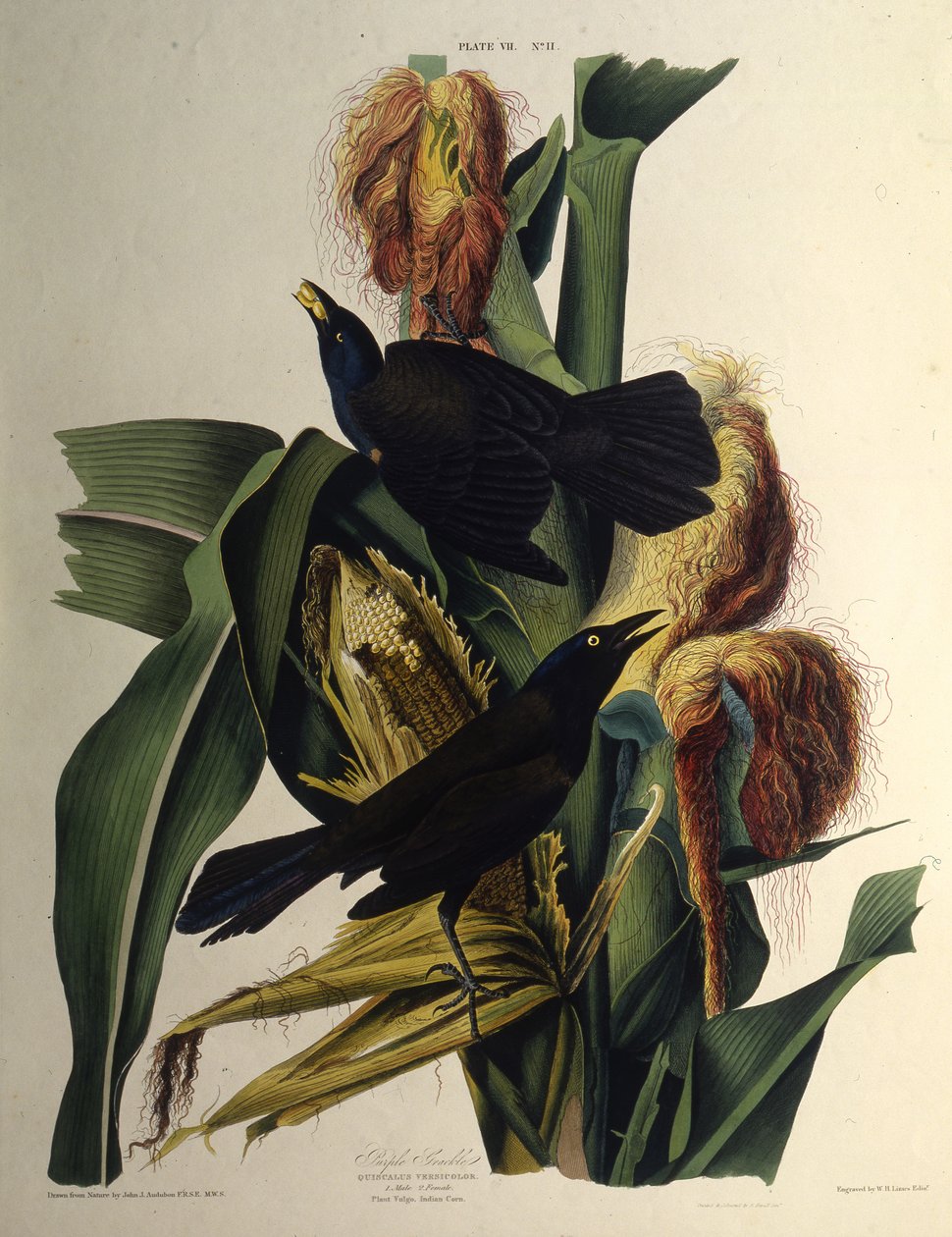 Den vanlige graklen. Fra The Birds of America, 1827-1838. av John James Audubon