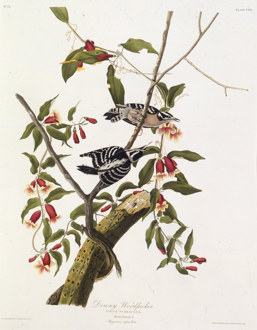 Den dunete hakkespetten. Fra The Birds of America, 1827-1838. av John James Audubon