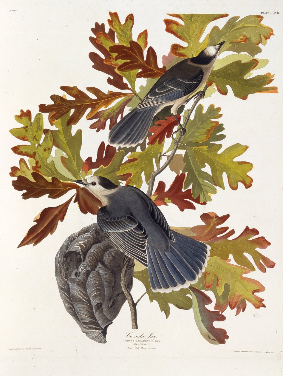Den grå jayen. Fra The Birds of America, 1827-1838. av John James Audubon