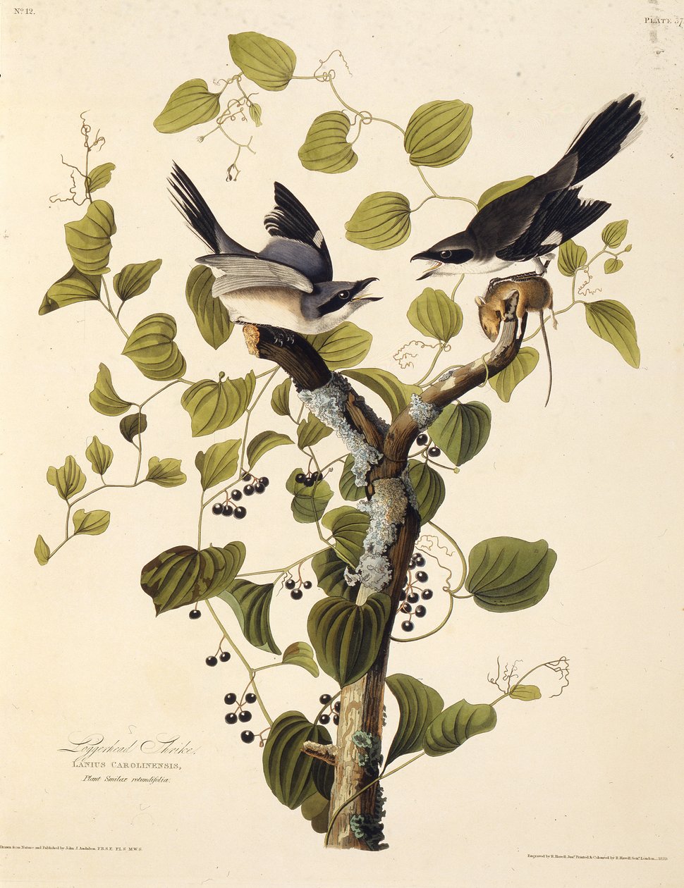 Torpeten. Fra The Birds of America, 1827-1838. av John James Audubon