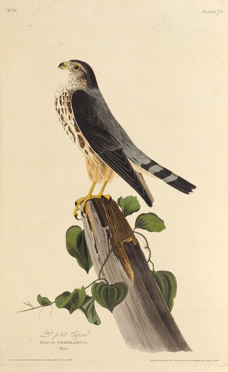 Merlinen. Fra The Birds of America, 1827-1838. av John James Audubon
