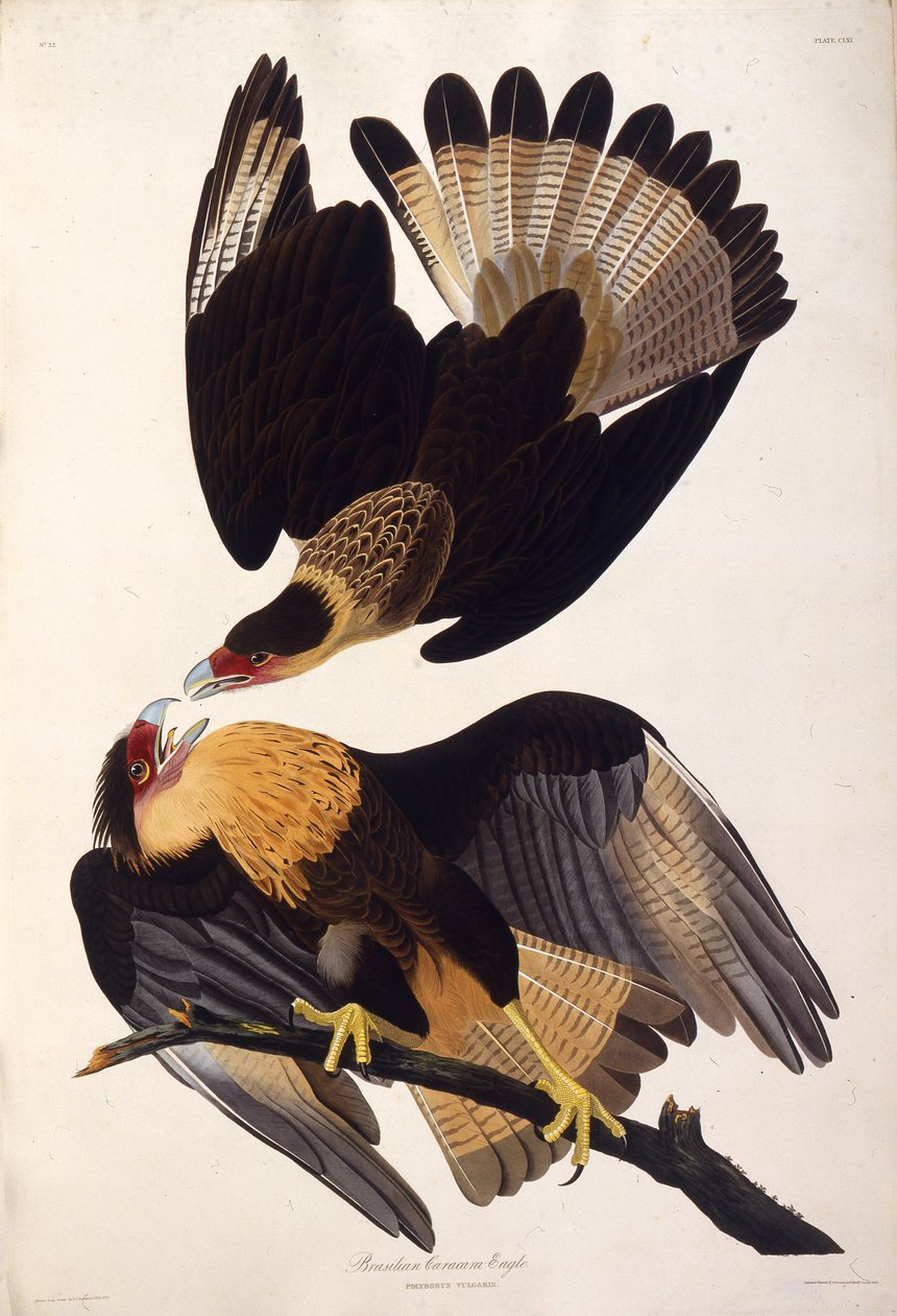 Den nordlige crested caracaraen. Fra The Birds of America, 1827-1838. av John James Audubon