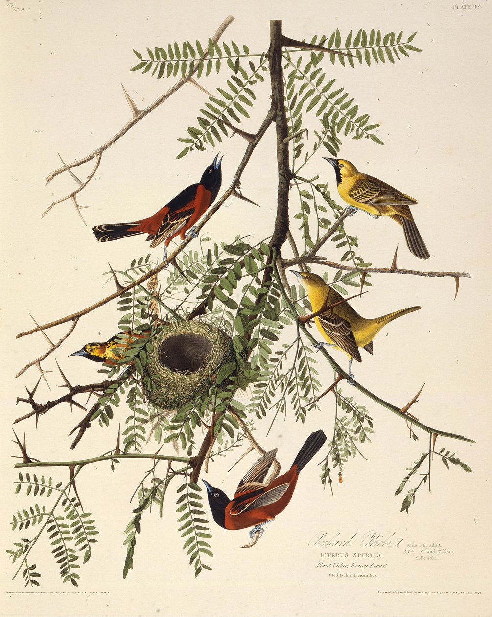Orchard oriole. Fra The Birds of America, 1827-1838. av John James Audubon