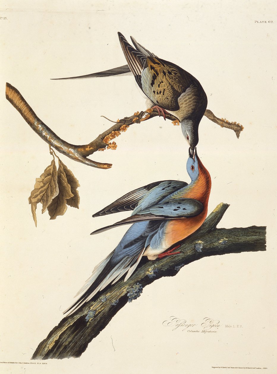 Passasjerduen. Fra The Birds of America, 1827-1838. av John James Audubon