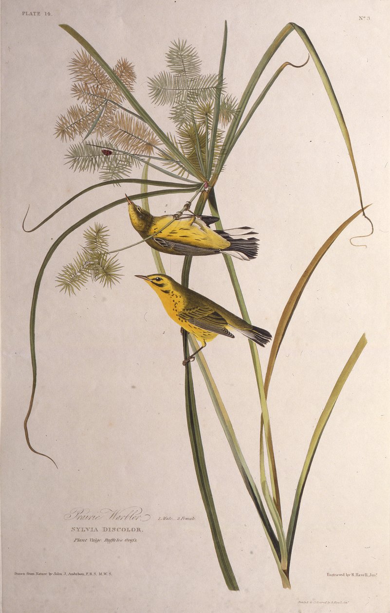 Præriesangeren. Fra The Birds of America, 1827-1838. av John James Audubon