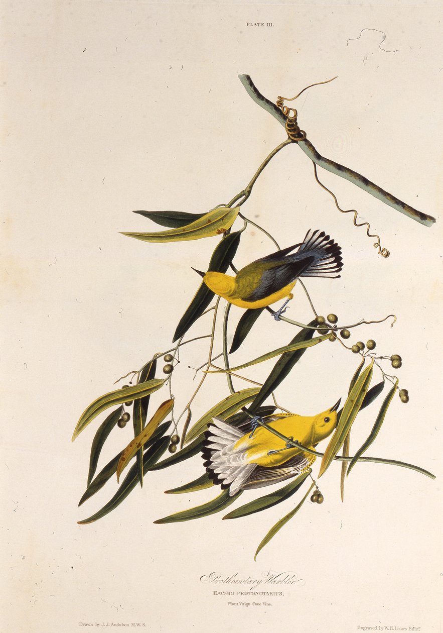 Den protonotære sangfuglen. Fra The Birds of America, 1827-1838. av John James Audubon