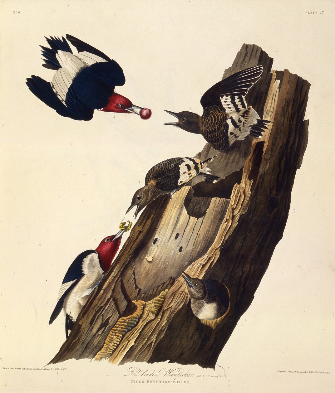 Den rødhodede hakkespetten. Fra The Birds of America, 1827-1838. av John James Audubon