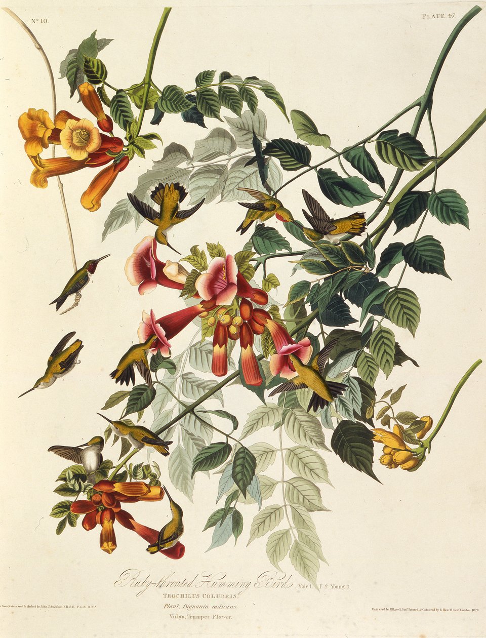 Den rubinstrupe kolibrien. Fra The Birds of America, 1827-1838. av John James Audubon