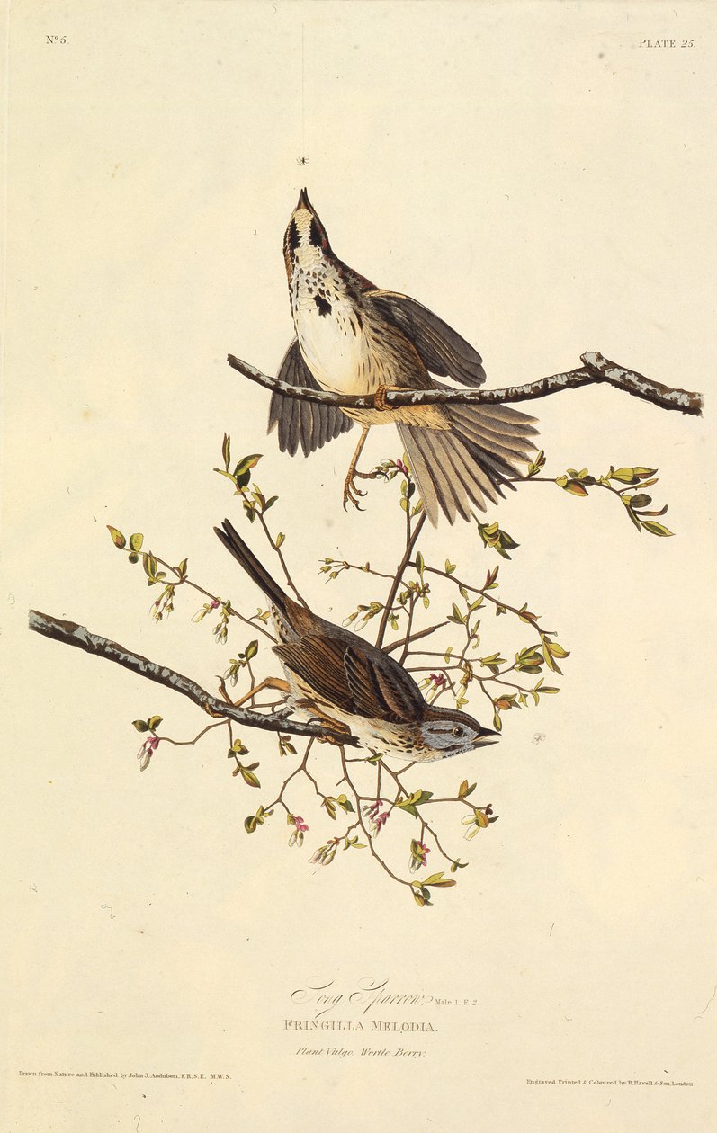 Sangen spurv. Fra The Birds of America, 1827-1838. av John James Audubon