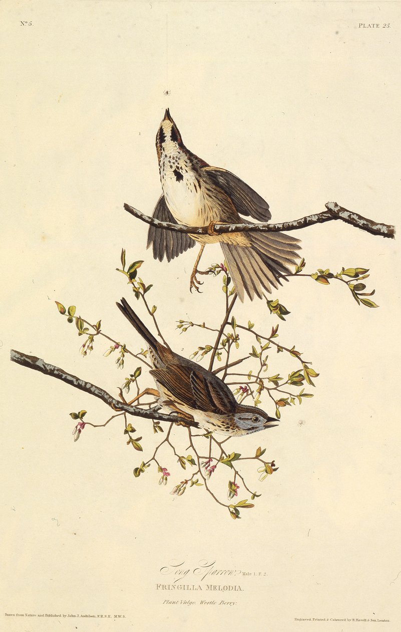 Sangen spurv. Fra The Birds of America, 1827-1838. av John James Audubon