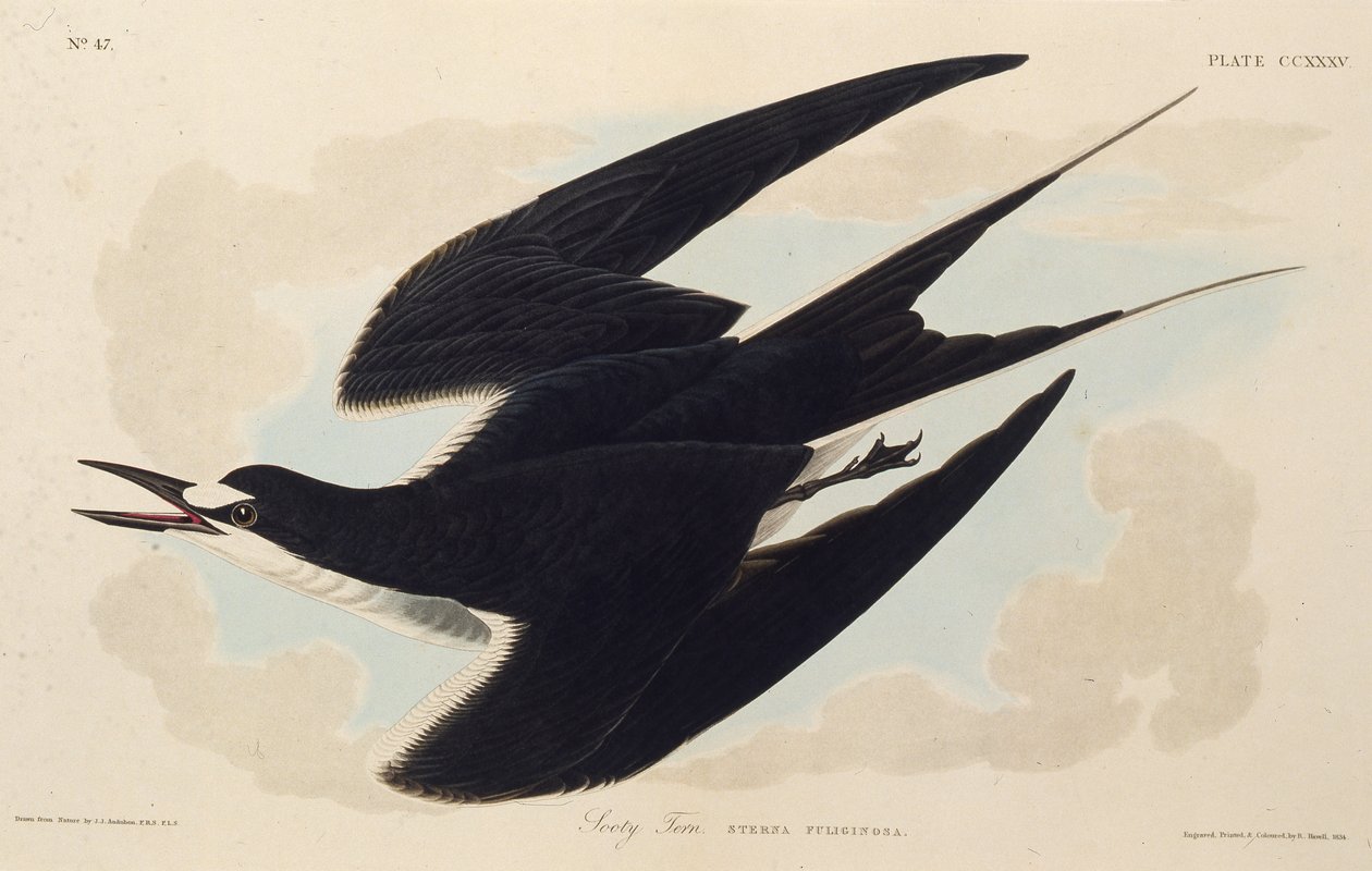 Den sotede ternen. Fra The Birds of America, 1827-1838. av John James Audubon