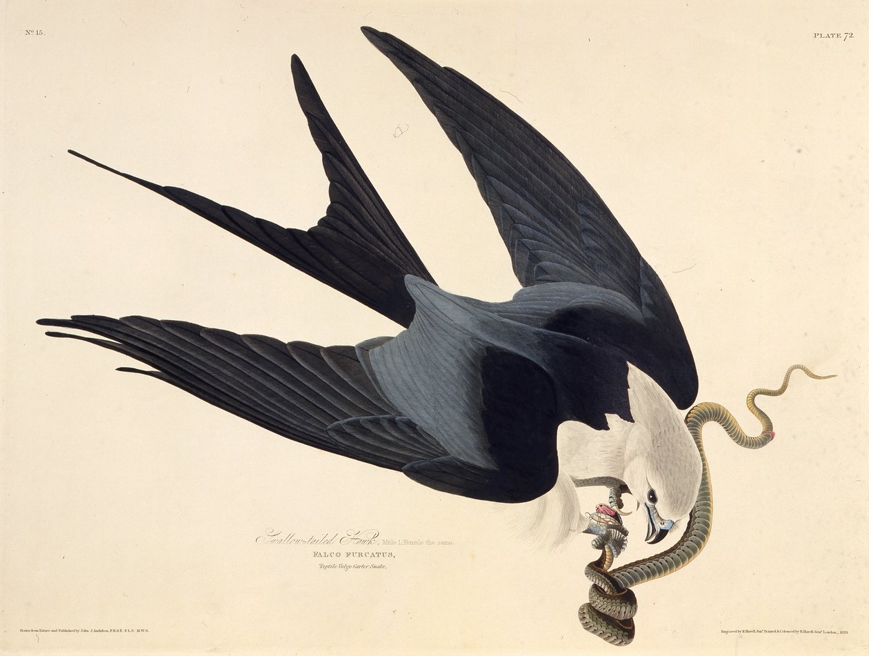 Svalehaledragen. Fra The Birds of America, 1827-1838. av John James Audubon