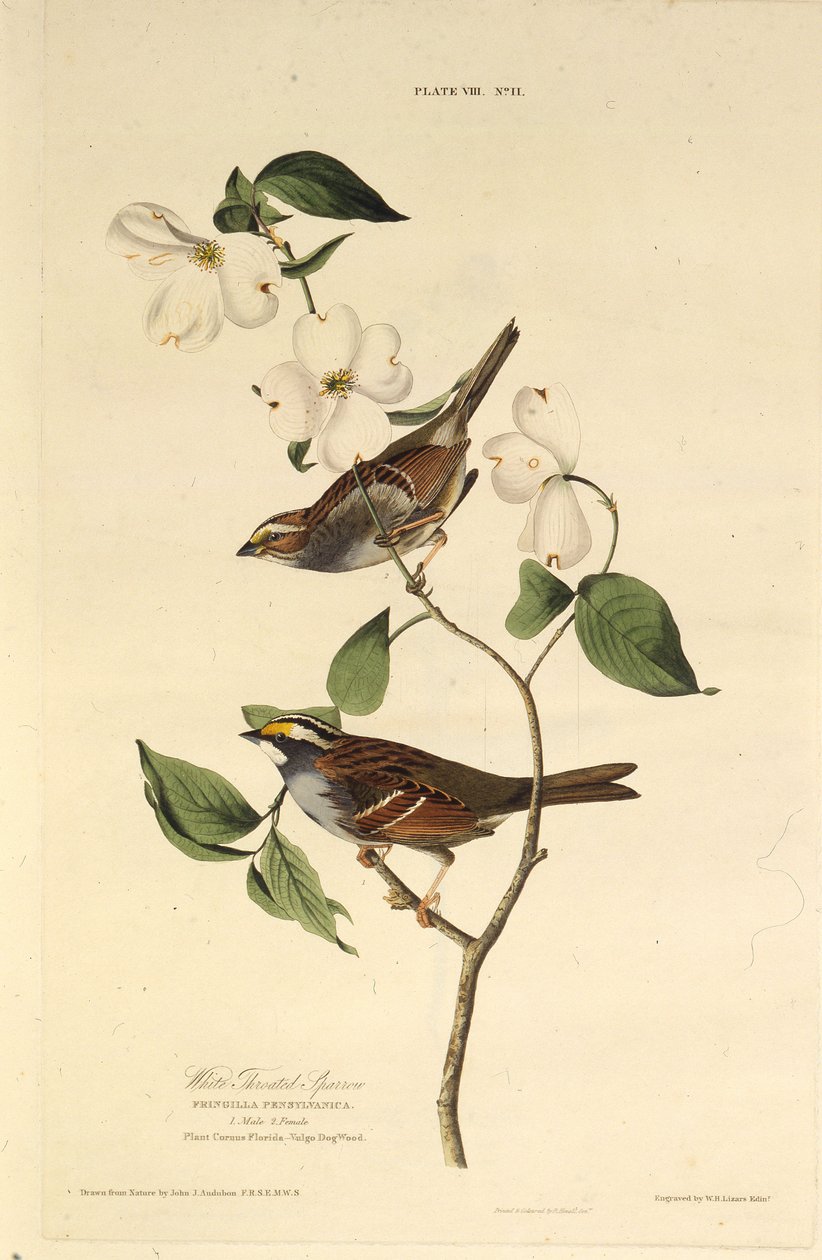 Hvitstrupen spurv. Fra The Birds of America, 1827-1838. av John James Audubon