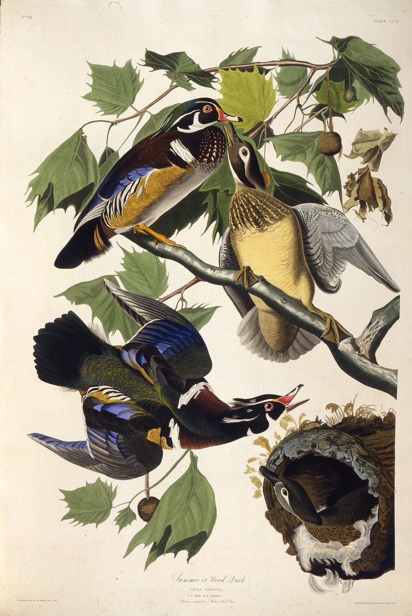 Vedanden. Fra The Birds of America, 1827-1838. av John James Audubon