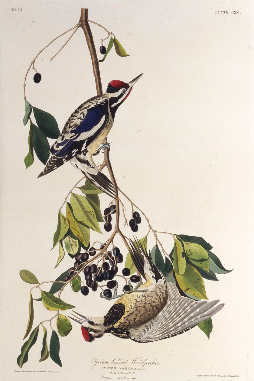 Den gulmagede sapsuckeren. Fra The Birds of America, 1827-1838. av John James Audubon