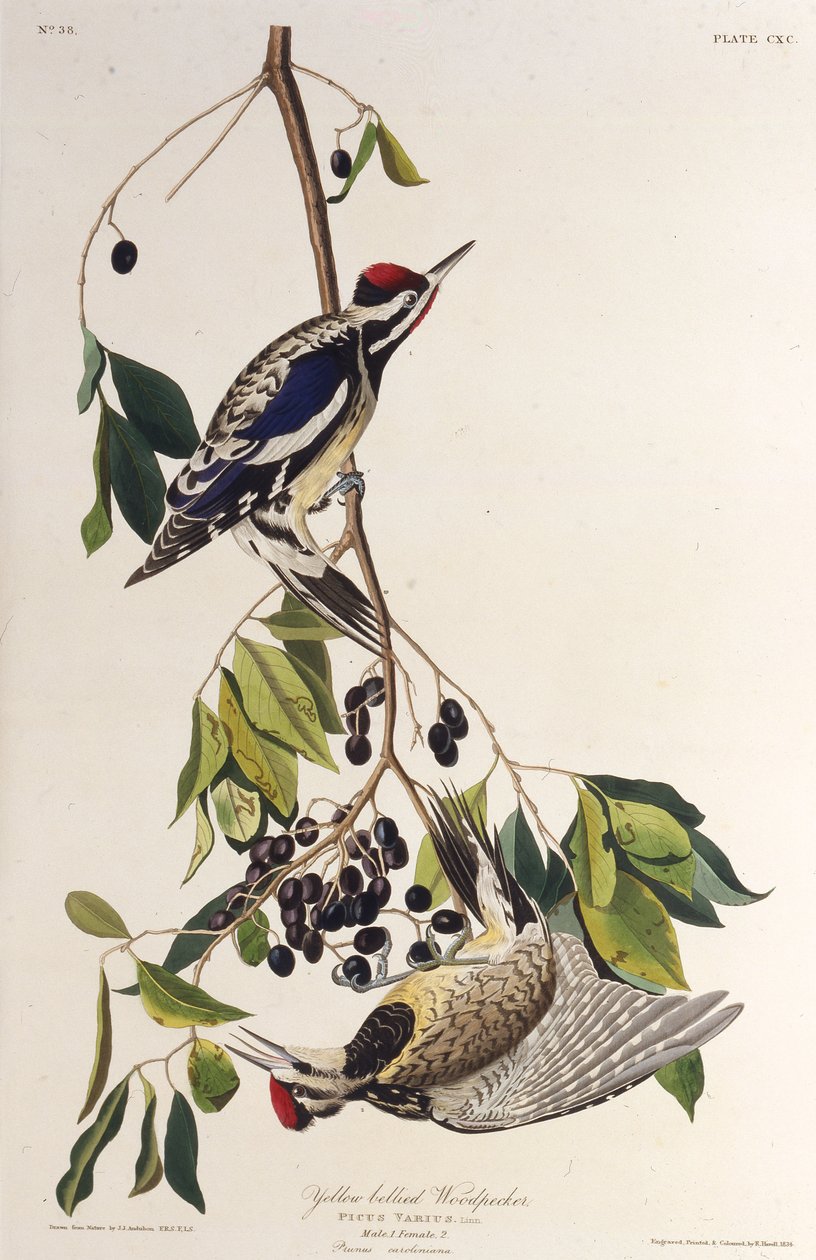 Den gulmagede sapsuckeren. Fra The Birds of America, 1827-1838. av John James Audubon