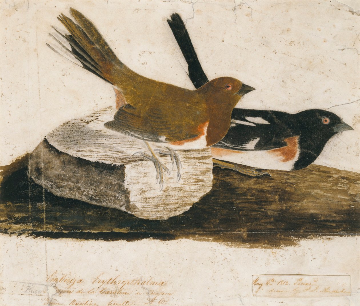  av John James Audubon