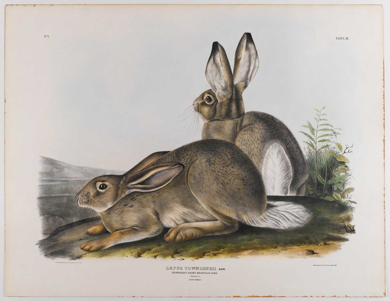 Townsends Rocky Mountain hare, 1842 av John James Audubon