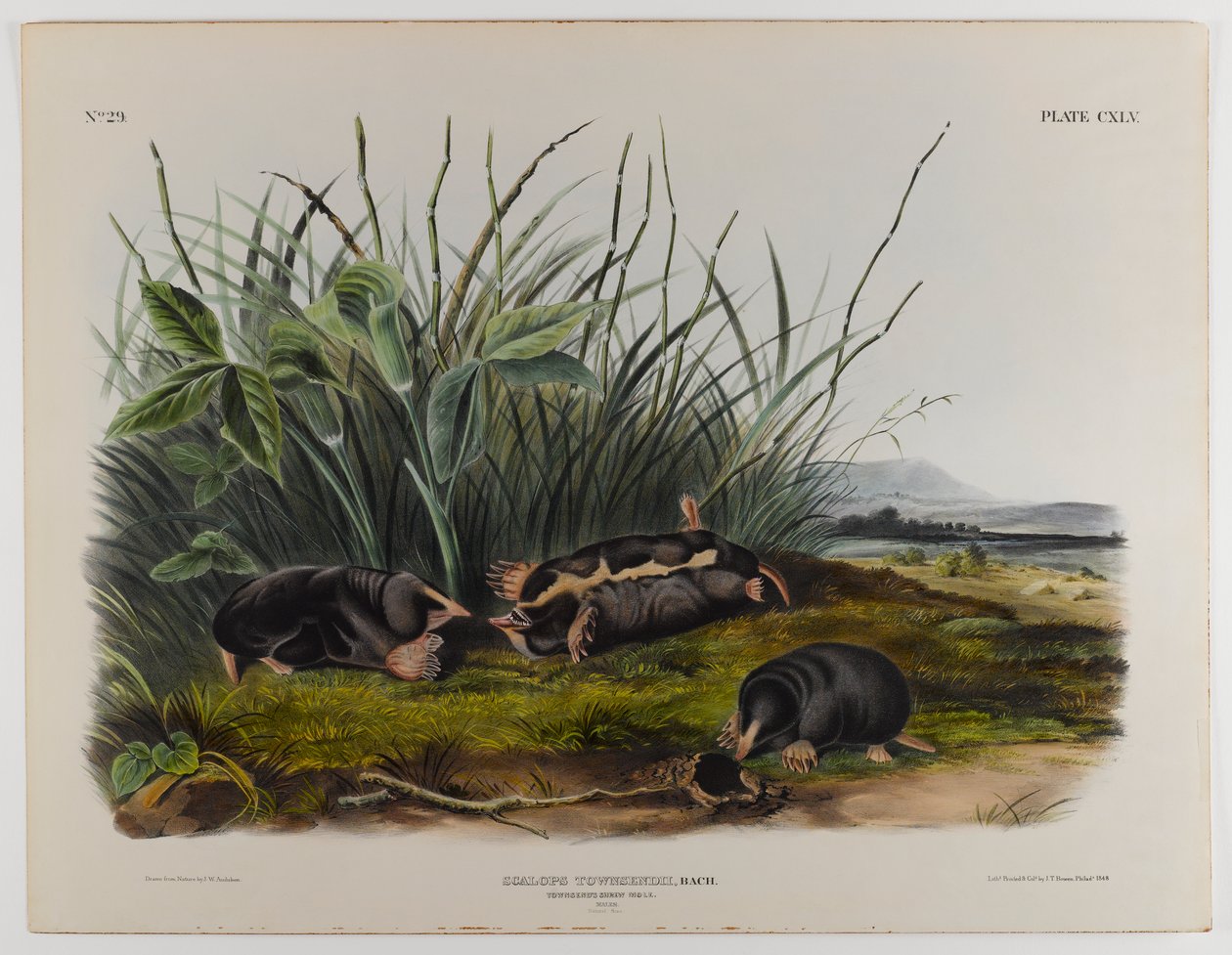 Townsends spissmus av John James Audubon