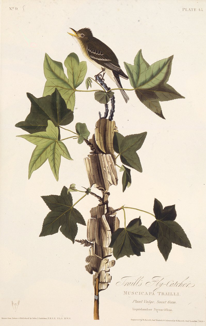 Stier fluesnapper. Fra The Birds of America, 1827-1838. av John James Audubon