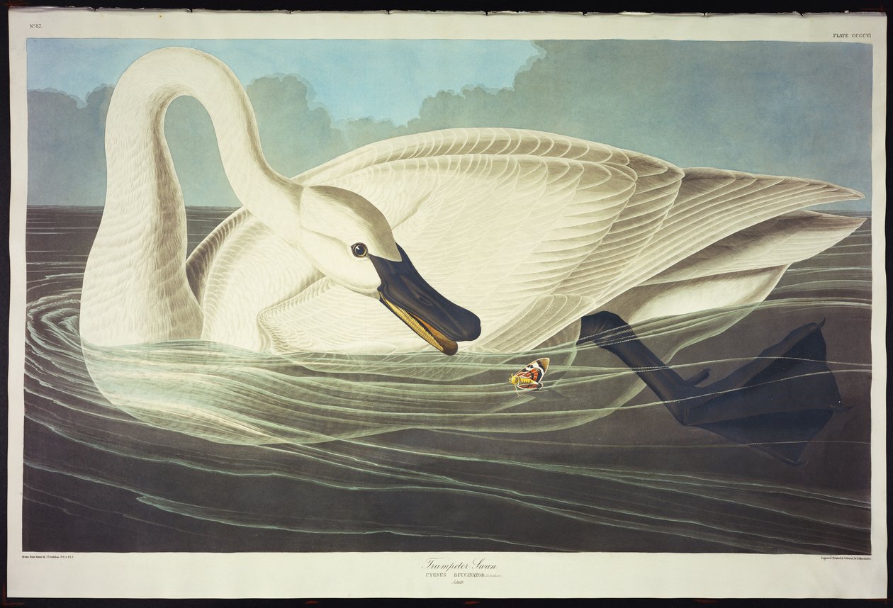 Trompetist Svane av John James Audubon