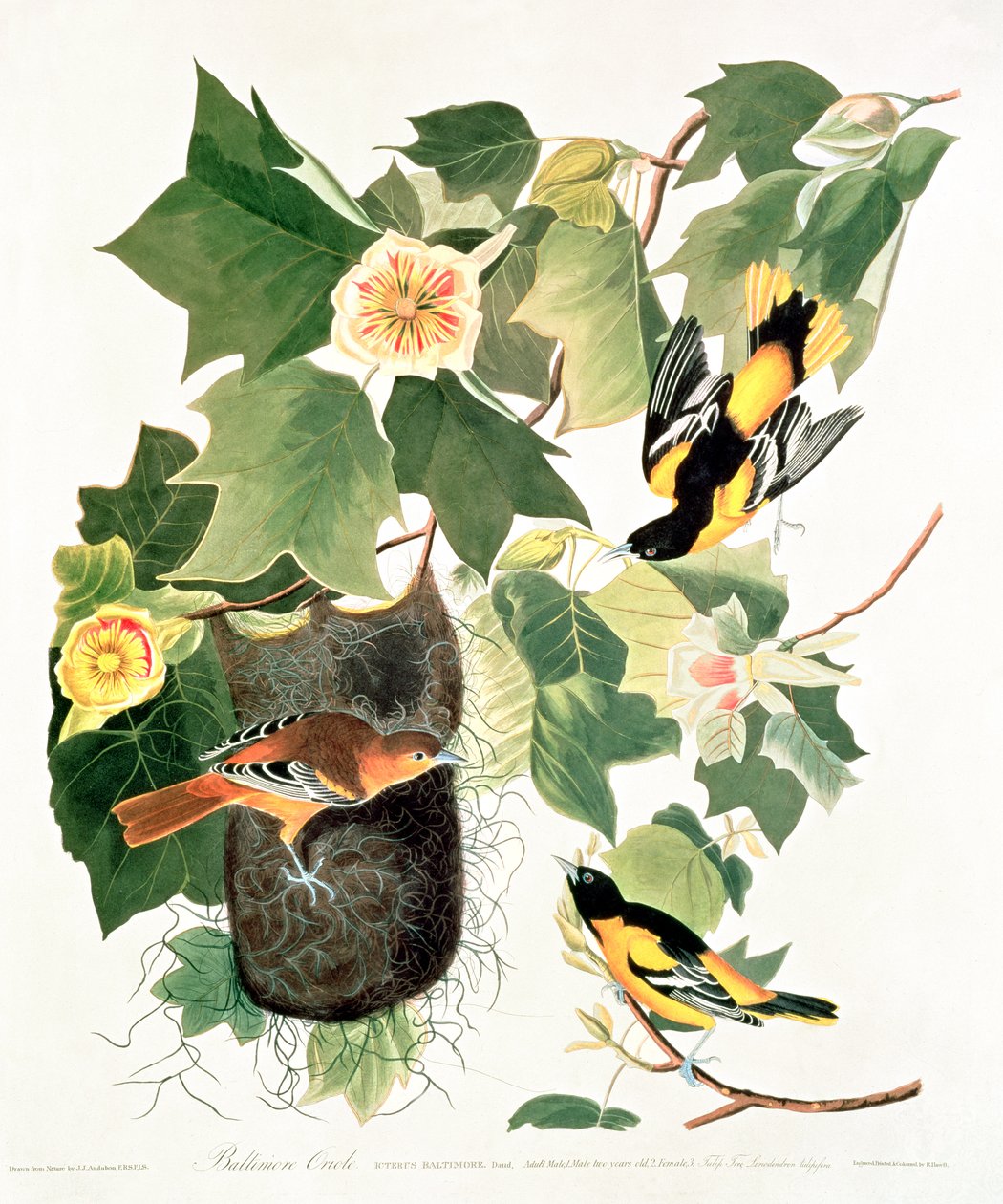 Tulipan-tre: Liriodendron tulipifera, fra 