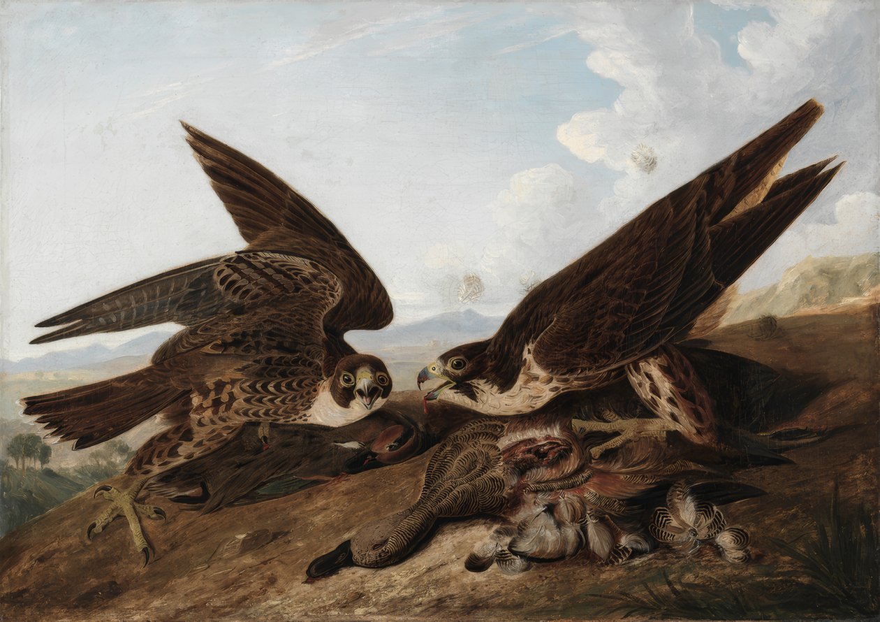  av John James Audubon
