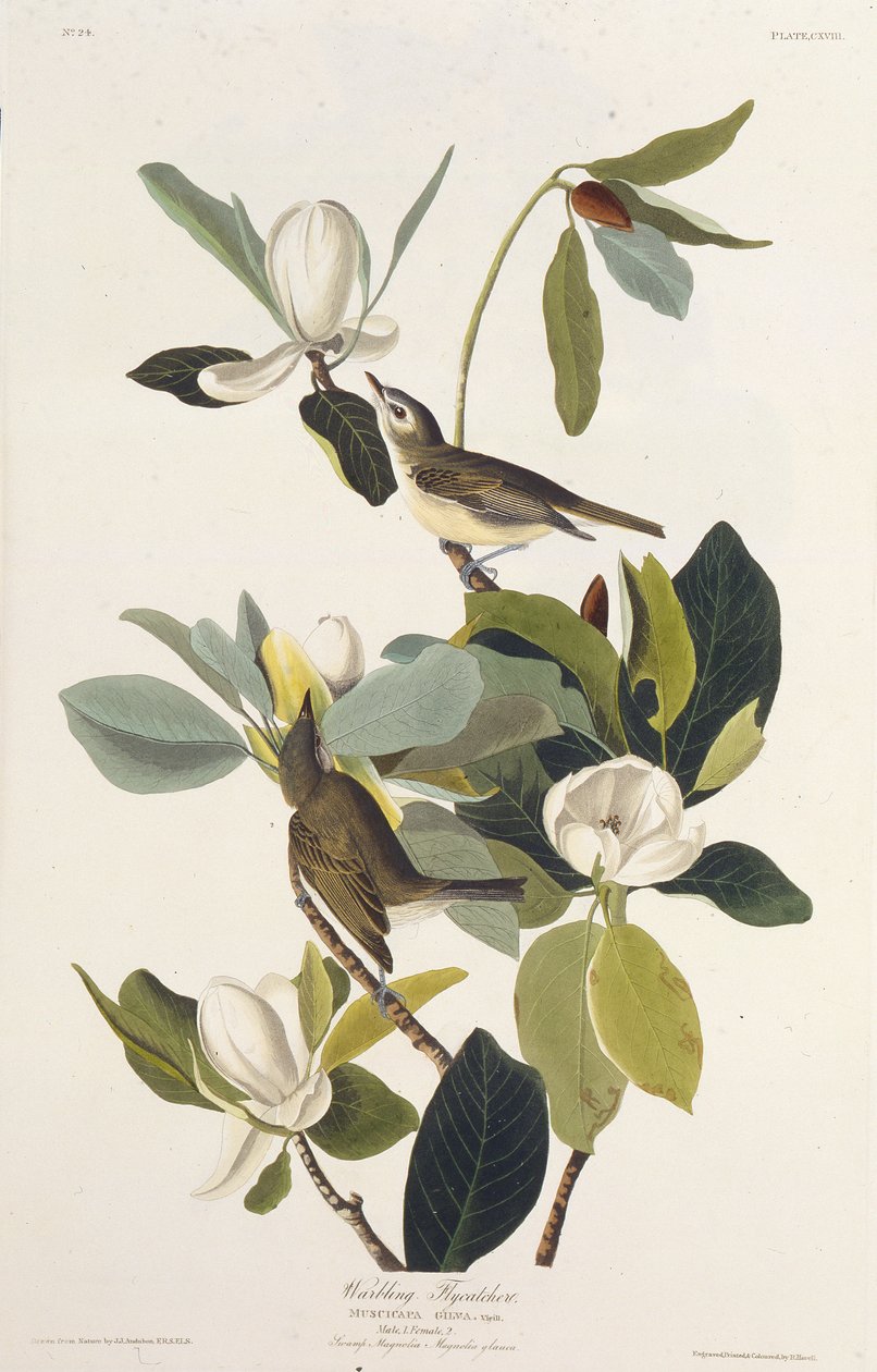 Warbling Fluesnapper. Fra The Birds of America, 1827-1838. av John James Audubon