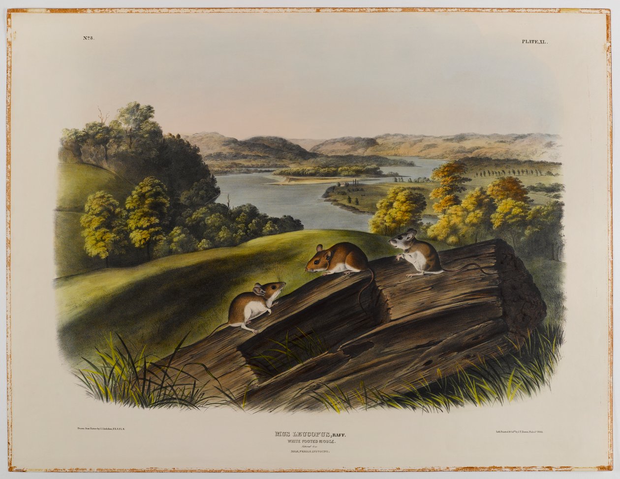 Hvitfot mus av John James Audubon