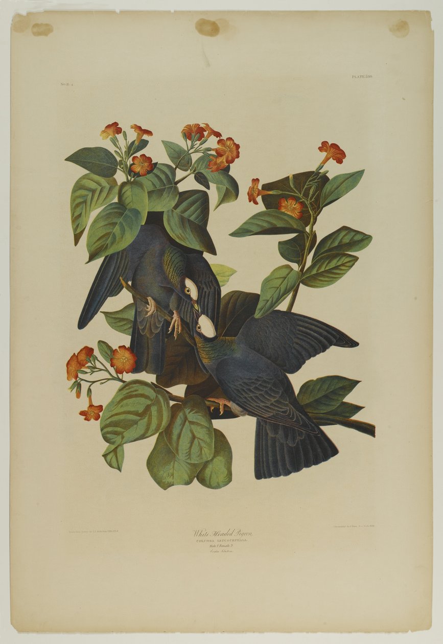 White-headed Pigeon, trykt av Julien Bien og utgitt av Roe Lockwood & Son, 1861 (kromolitografi) av John James Audubon