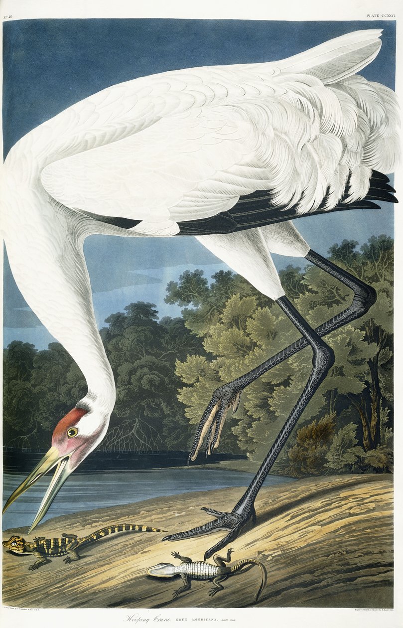 Kikkrane, voksen mann, 1834 av John James Audubon