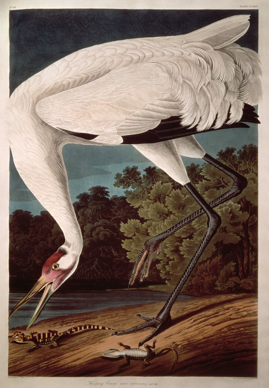 Whooping Crane, fra "Birds of America" av John James Audubon