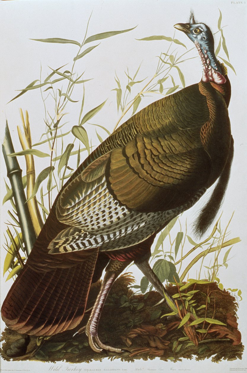 Wild Turkey, fra 