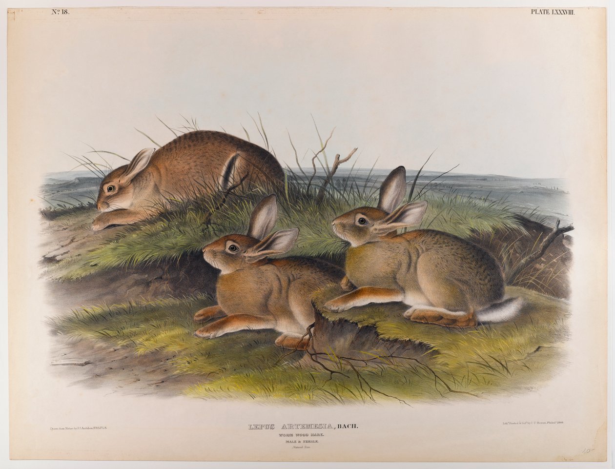 Ormevedhare av John James Audubon