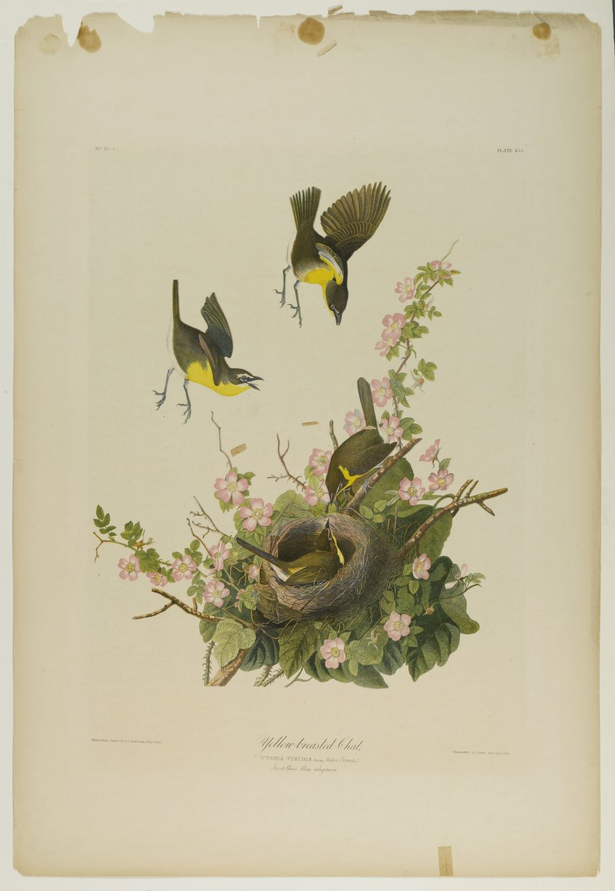 Yellow-breasted Chat, trykt av Julien Bien og utgitt av Roe Lockwood & Son, 1861 (kromolitografi) av John James Audubon