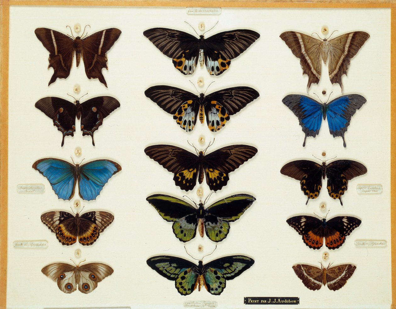 Zoologi: Plate of Butterflies Painted on Glass av John James Audubon (1780-1851) Collection Brieux fra 1800-tallet av John James Audubon