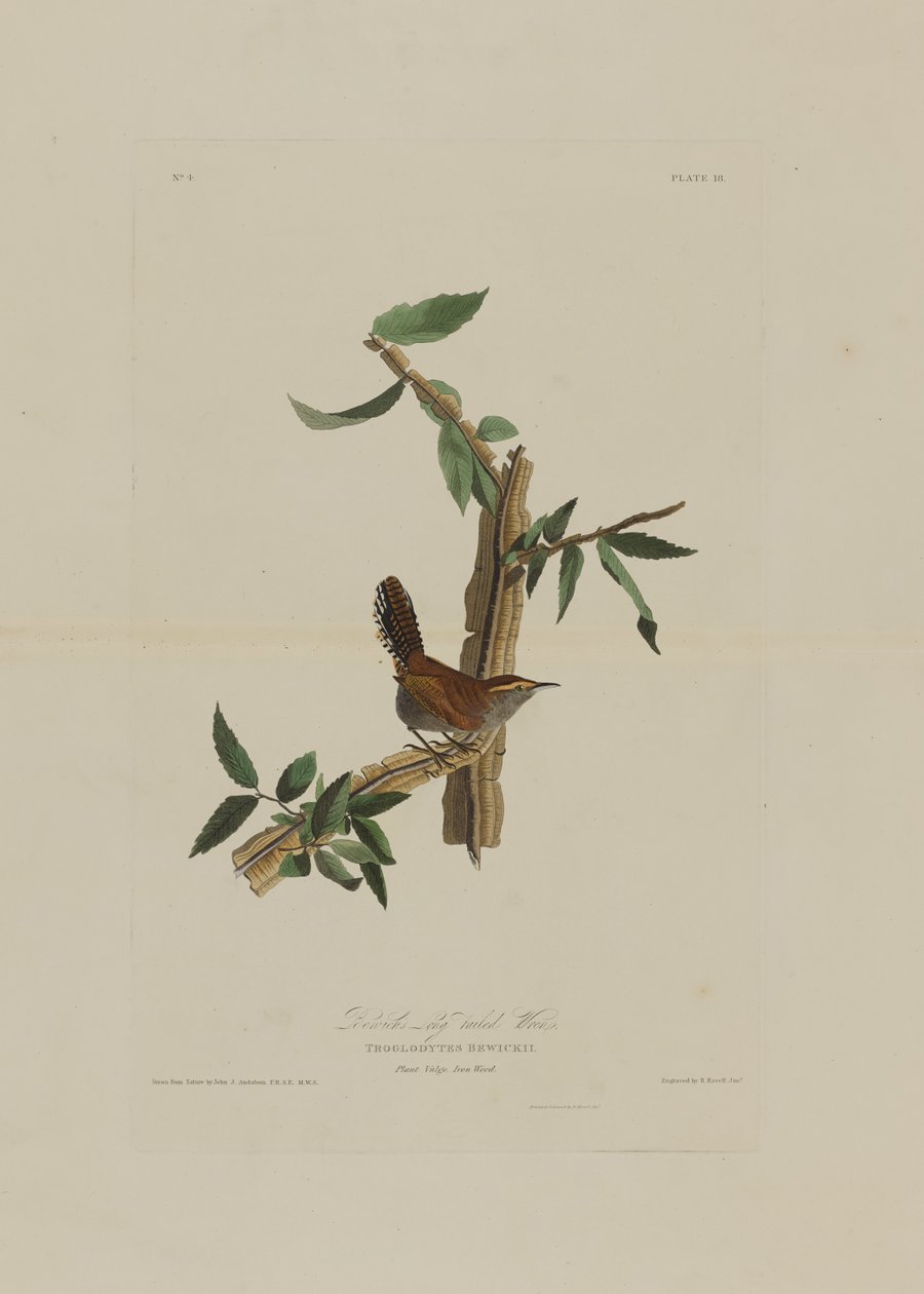 Bewicks Long Tailed Wren, fra Birds of America, gravert av Robert Havell (1793-1878) av John James after Audubon