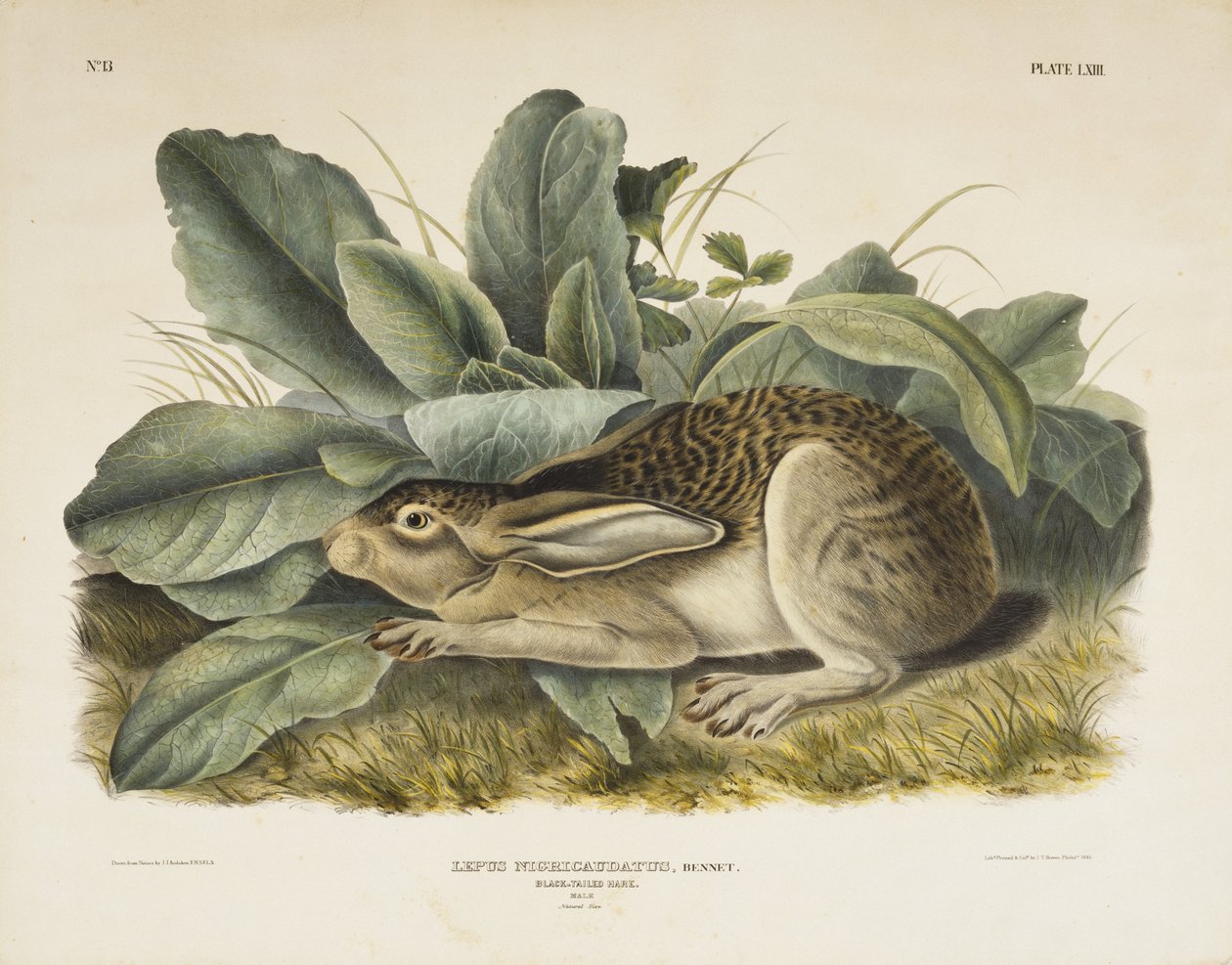 Black-tailed Hare, 1845 (håndfarget litografi på vevd papir) av John James after Audubon