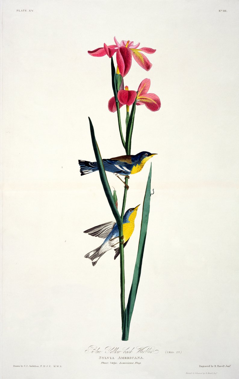 Blå gulryggsanger, fra Birds of America, gravert av Robert Havell (1793-1878) av John James after Audubon