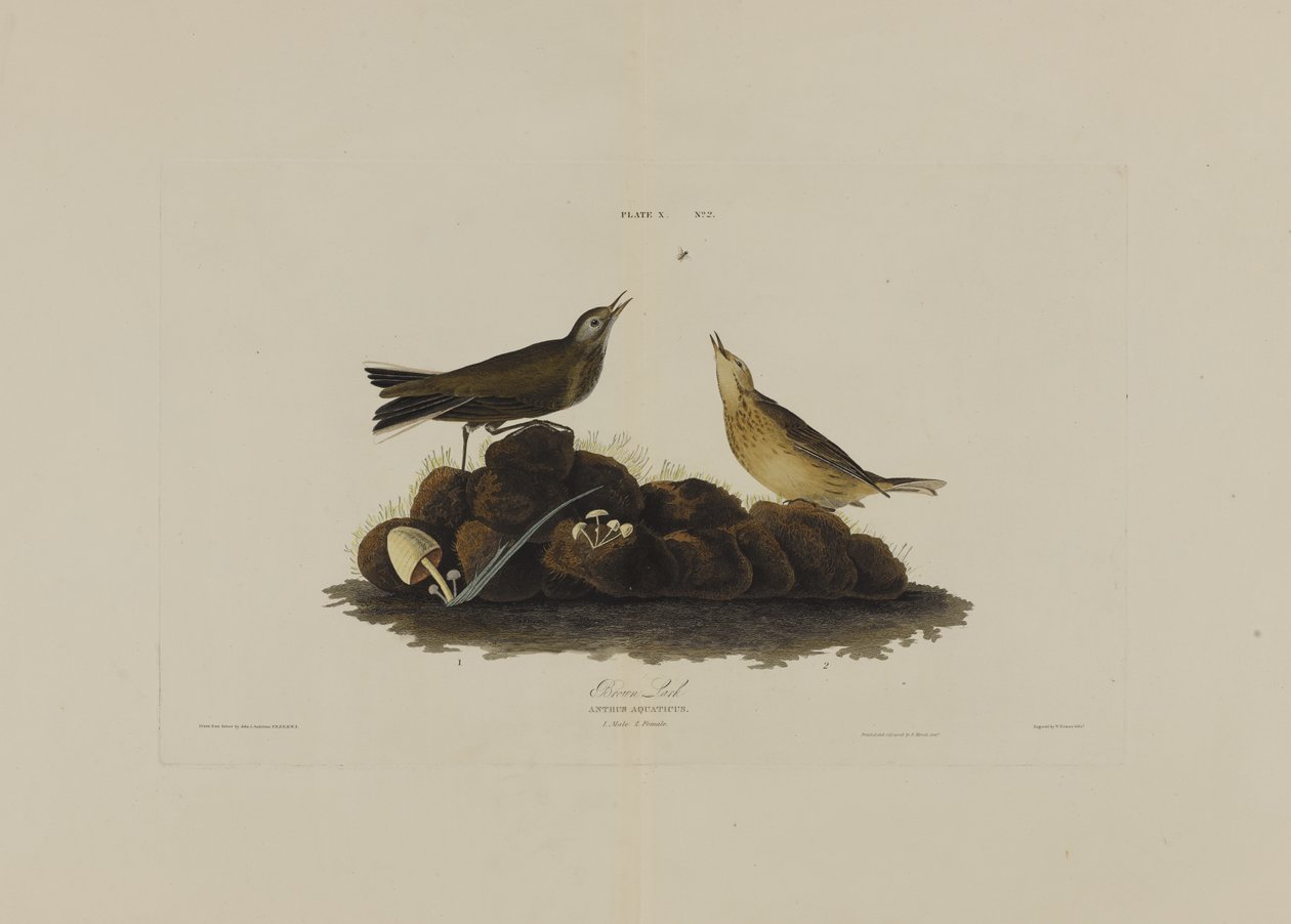 Brown Lark, fra Birds of America, gravert av Robert Havell (1793-1878) av John James after Audubon