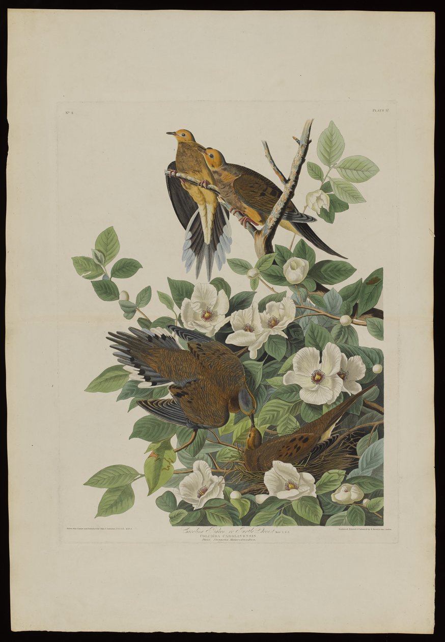 Carolina Pigeon eller Turtle Dove, fra Birds of America, gravert av Robert Havell (1793-1878) av John James after Audubon
