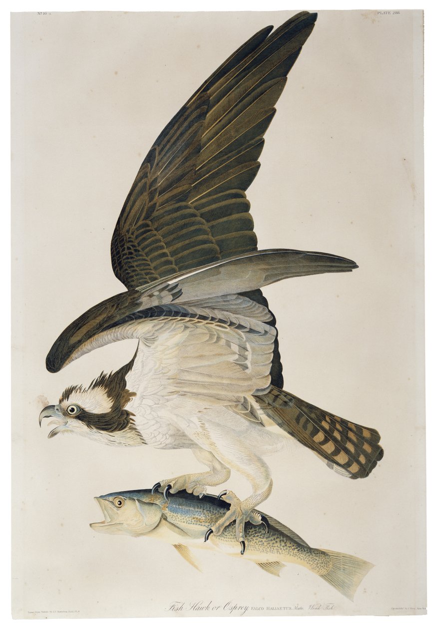 Fish Hawk eller Osprey, litografi av Julius Bien (1826-1909), 1860 av John James after Audubon