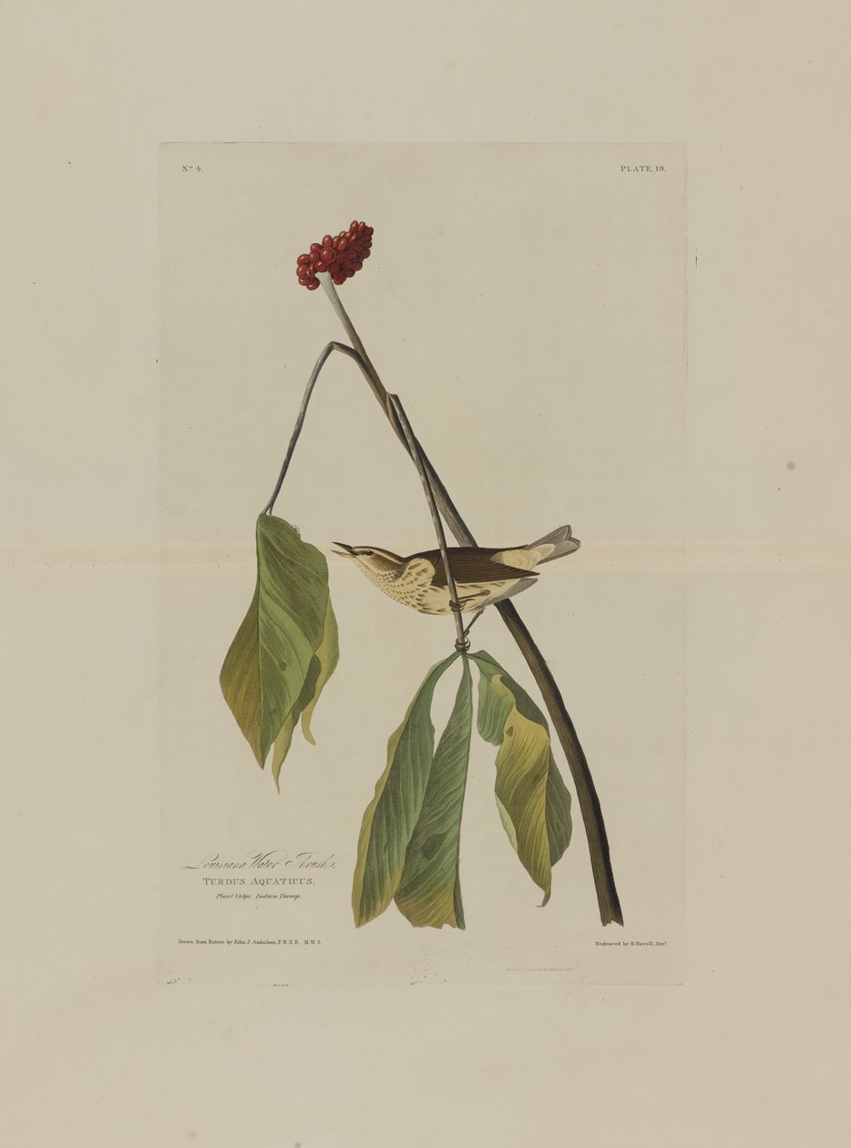 Louisiana Water Thrush, fra Birds of America, gravert av Robert Havell (1793-1878) av John James after Audubon