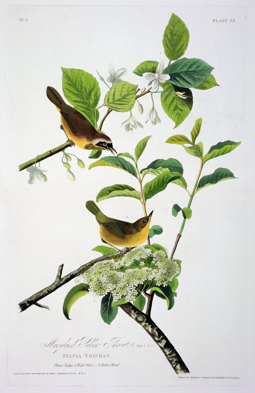 Maryland Yellow Throat, fra Birds of America, gravert av Robert Havell (1793-1878) av John James after Audubon