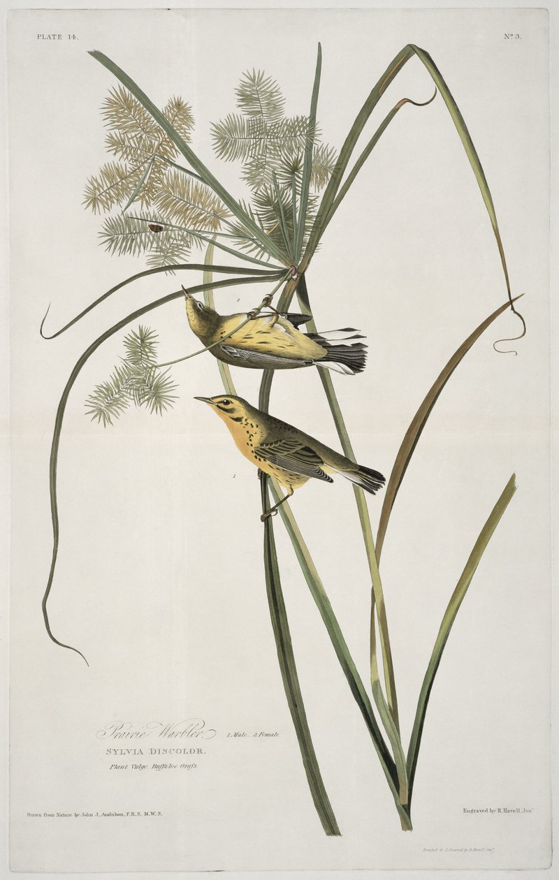 Prairie Warbler, fra Birds of America, gravert av Robert Havell (1793-1878) av John James after Audubon