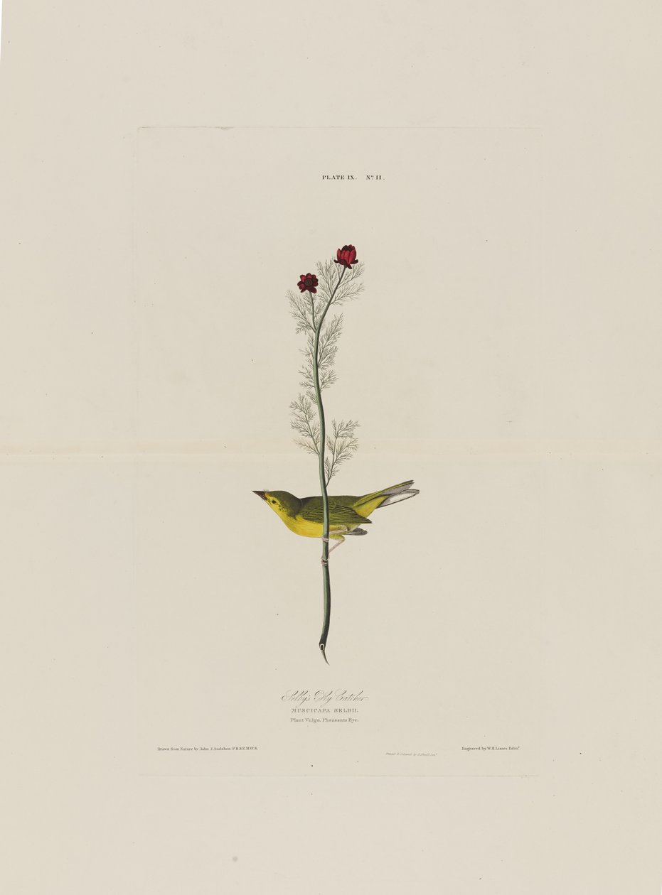 Selbys Fly Catcher, fra Birds of America, gravert av Robert Havell (1793-1878) av John James after Audubon