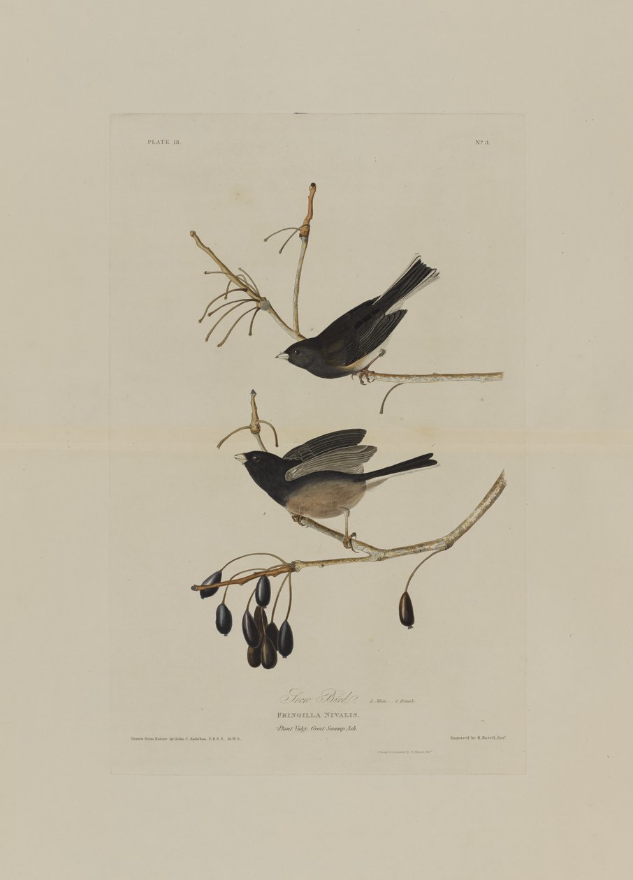 Snow Bird, fra Birds of America, gravert av Robert Havell (1793-1878) av John James after Audubon