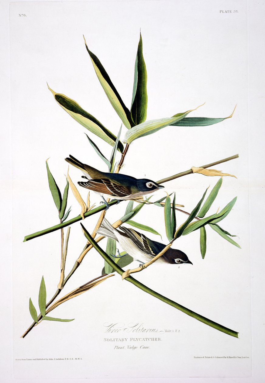 Solitary Flycatcher, fra Birds of America, gravert av Robert Havell (1793-1878) av John James after Audubon