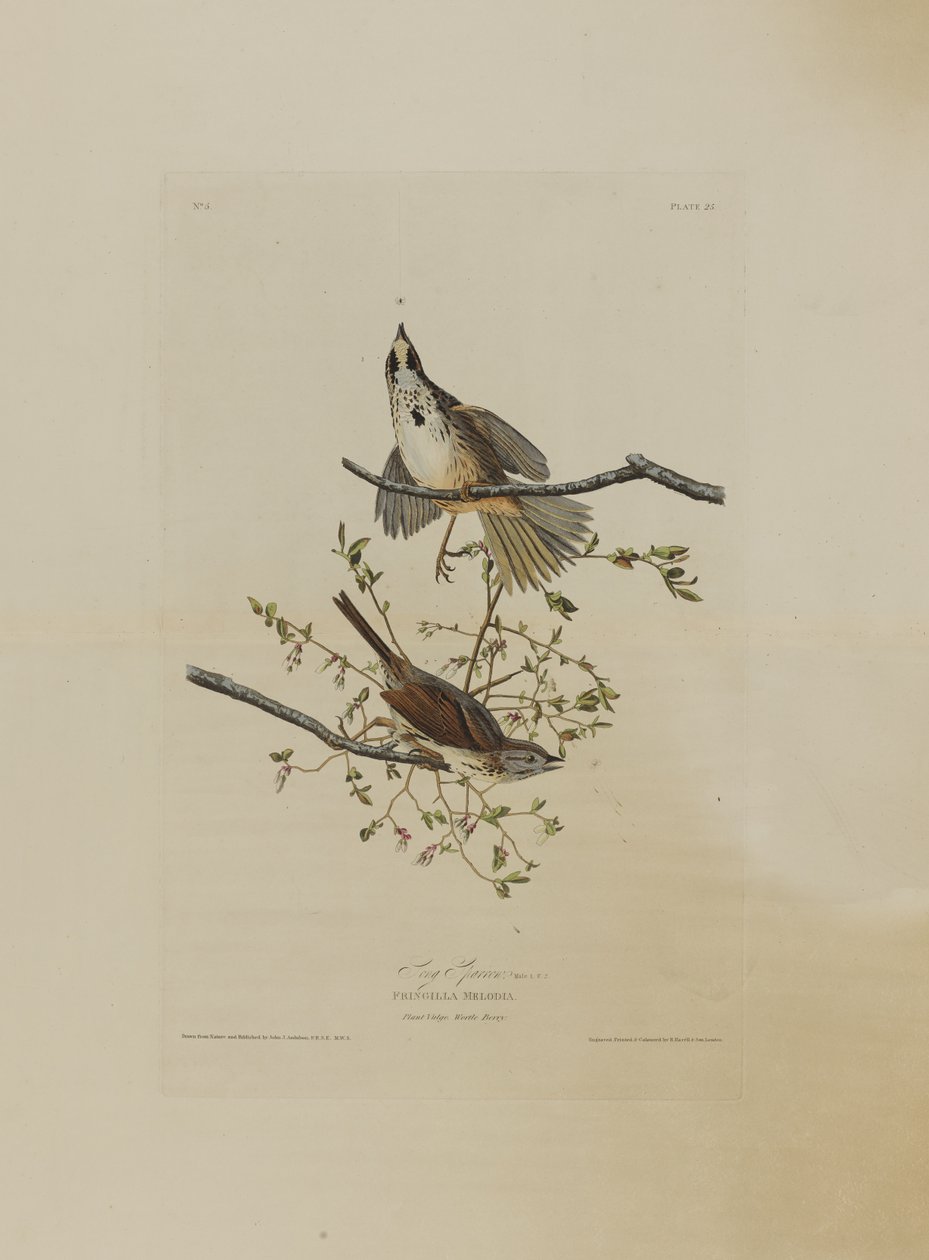 Song Sparrow, fra Birds of America, gravert av Robert Havell (1793-1878) av John James after Audubon