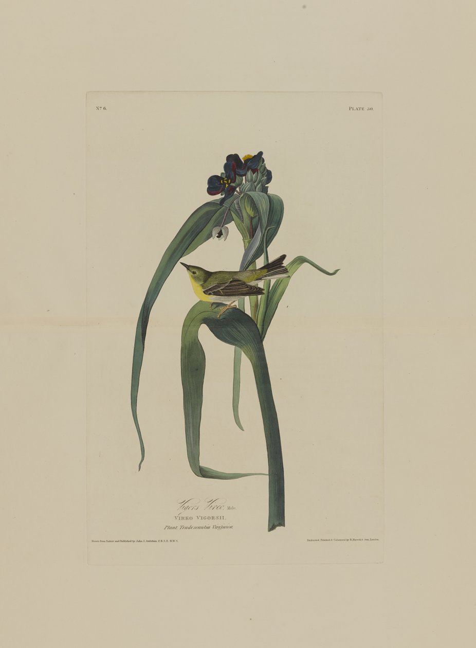 Vigers Vireo, fra Birds of America, gravert av Robert Havell (1793-1878) av John James after Audubon